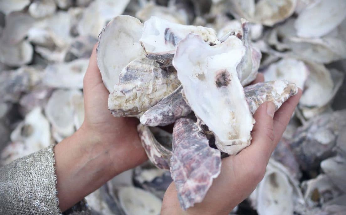 Circular Sea Oyster Shells